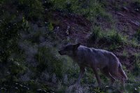 Unsere Wölfe können es doch: Das erste zaghafte Wolfsgeheul hallte durch das Wolfstal Foto: H.Kalmbach