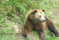 2012-06-15-baer-bodo-ein-naturerlebnis-01