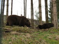 2013-04-14-bericht-ausflugsziel-baerenpark-fotos-besucher-001