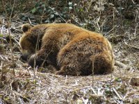 2013-04-14-bericht-ausflugsziel-baerenpark-fotos-besucher-001