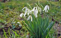 2012-03-16-Fruehlingserwachen-im-Baerenpark-Schwarzwald