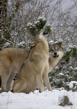 Wenn Wölfe heulen, kann das verschiedene Gründe haben. Besuche doch den Alternativen Wolf- und Bärenpark Schwarzwald um mehr über die interessante Biologie des Wolfes zu erfahren. Foto: Vera Faupel