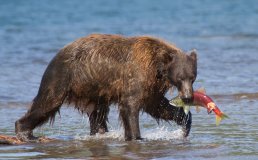 Bären in Kamtschatka sehen - 2