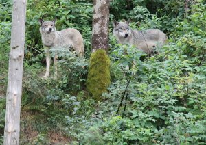 Alles im Auge behalten: Das Wolfsrudel bekommt jede Veränderung im Park stets zuerst mit