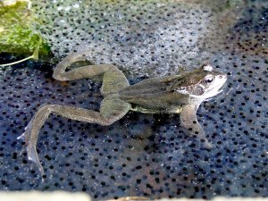 Die wohlbehütete Kinderstube eines Graßfrosches - hier im Bärenpark.