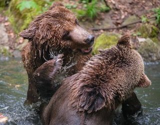 Badespaß zweier Bären