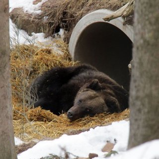 Wem es in der Höhle zu muffig ist, der liegt eben in der frischen Luft - Hauptsache man schläft gut!