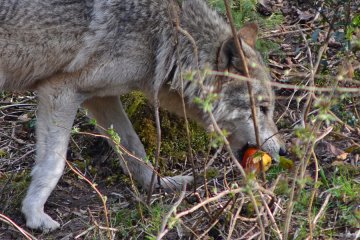 Wolf frisst Apfel