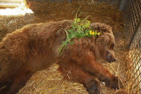 Abschied von Leoni. Foto: SfB