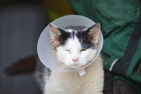 Armer Kater: Mato muss auf den OP-Tisch.