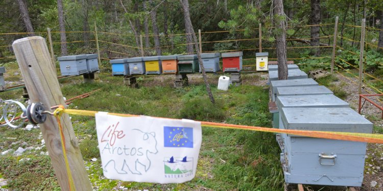 Bienenstand im Bärenland: Vorsorge nötig!