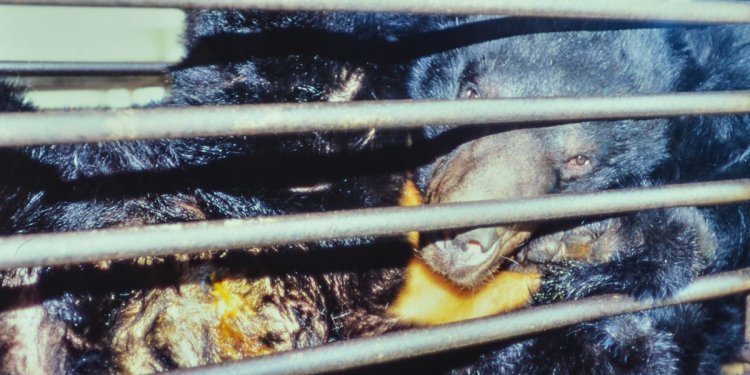 Bei lebendigem Leib wird den Bären die Galleflüssigkeit abgezapft. Foto: WSPA