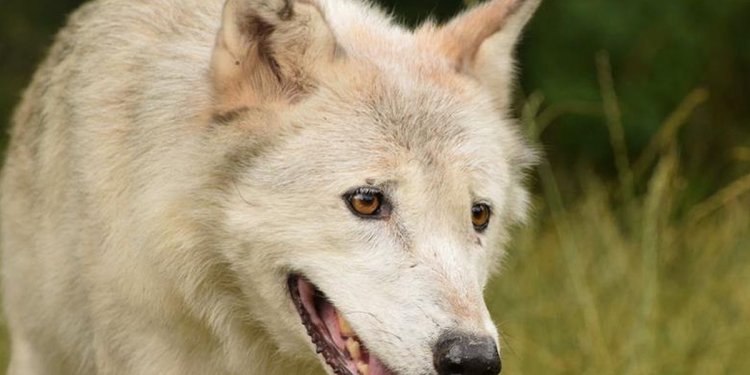 Weiterlesen: Wolf im Bärenpark