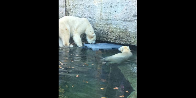 Weiterlesen: Lebensunwürdig: Eisbären in Gefangenschaft