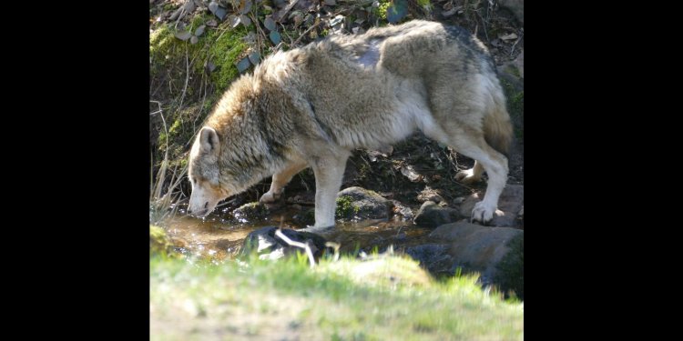 Weiterlesen: Fluss ist kein Hindernis für einen Wolf