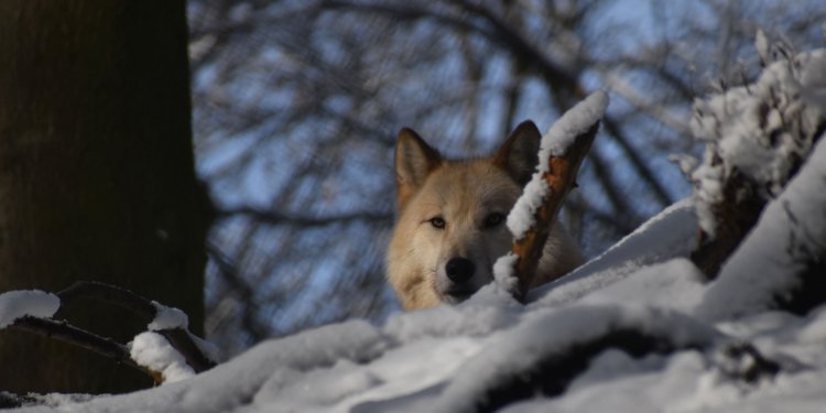 Wolf hinterm Schneehügel