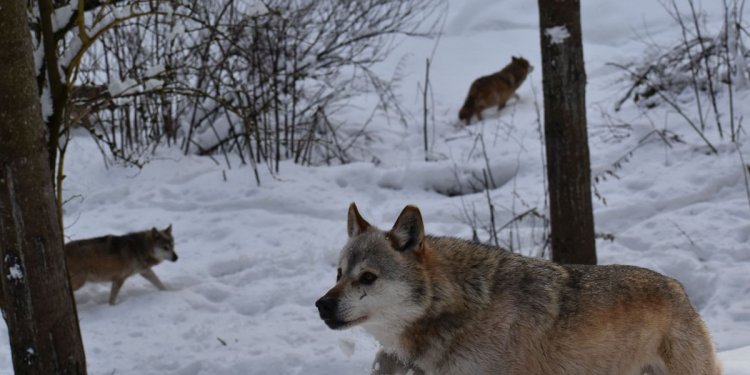 Weiterlesen: Wölfe im Schnee
