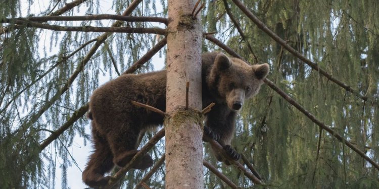 Weiterlesen: Agonis im Bärenpark Schwarzwald