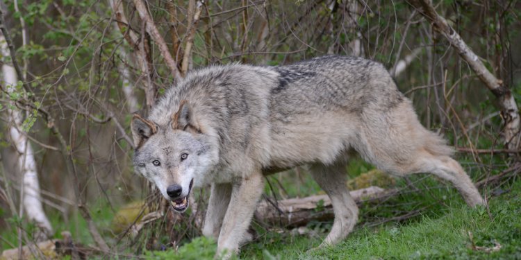 Wolf Adi
