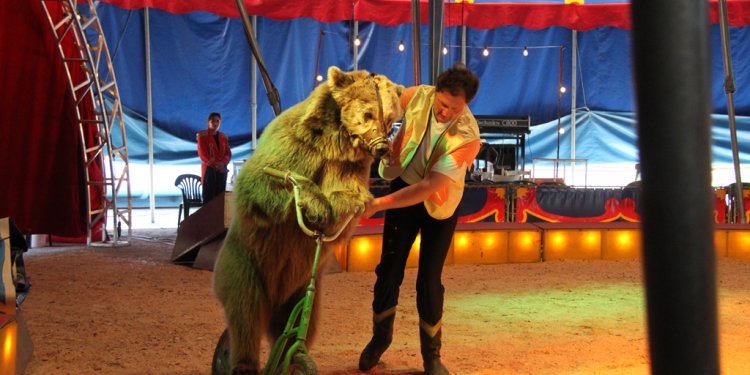 Weiterlesen: Bärenmissbrauch im Zirkus