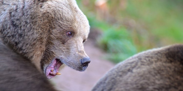 Weiterlesen: Wildlebende Braunbären sind keine Teddys