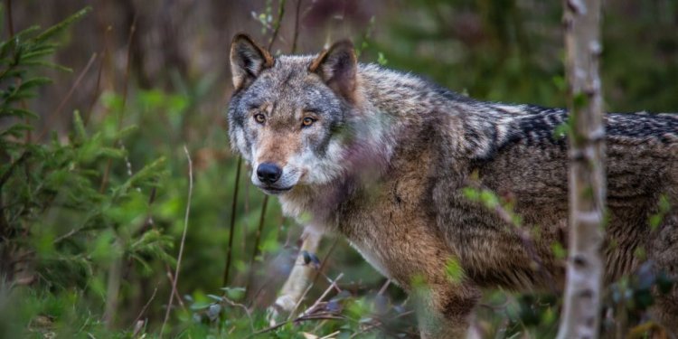 Trauer um Wolf ADO