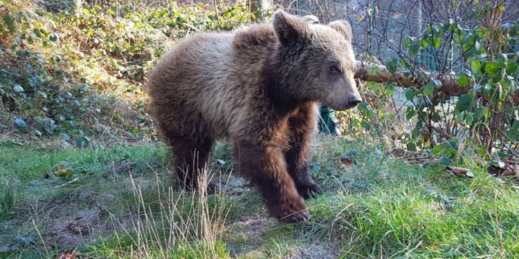 Agonis gerettet im Schwarzwald