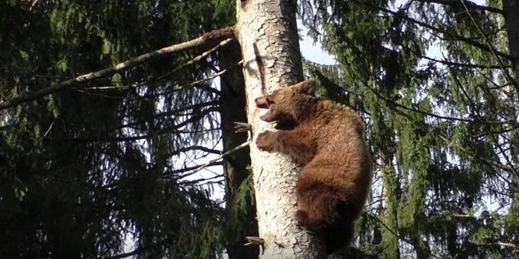 AGONIS auf Baum