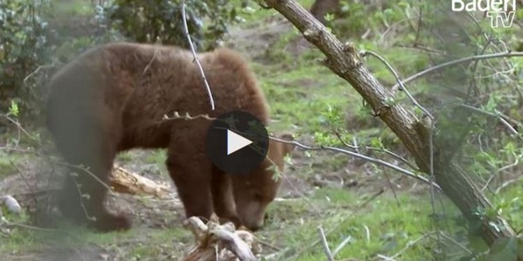 Baden TV filmt im Bärenpark