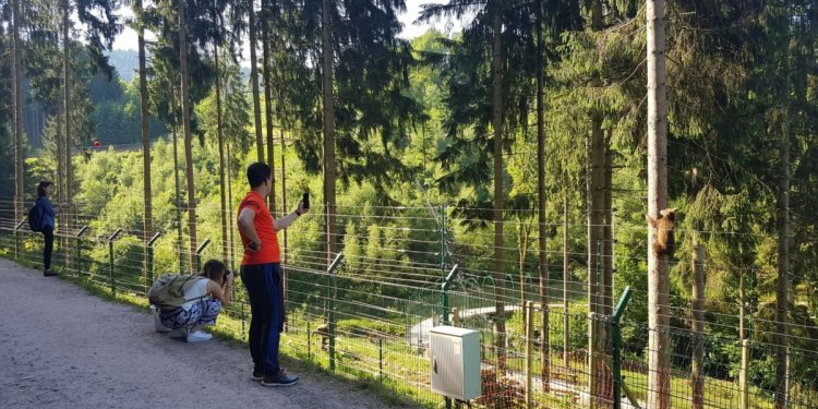 Bears Albania im Schwarzwald
