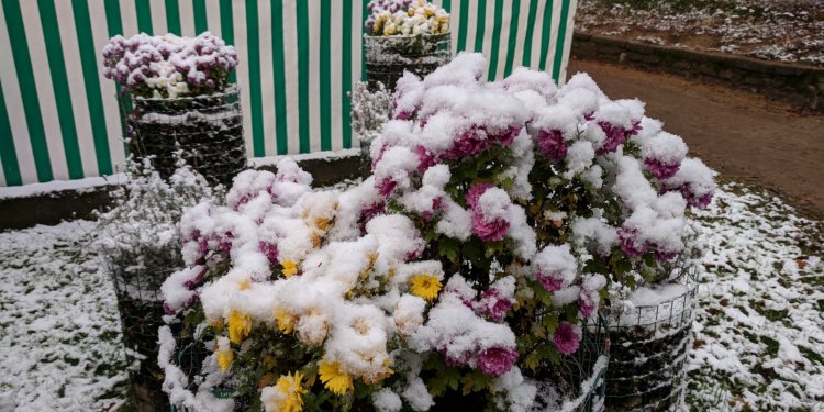 Chrysanthemen im Schnee
