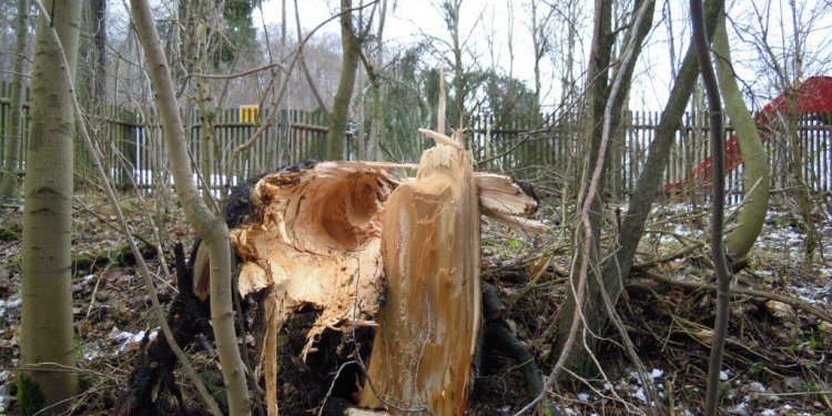 Ein durch den Sturm umgefallener Baum hatte die Telefonleitung zerstört