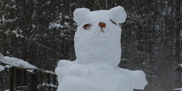 Der Schneebär ist ein seltener Gast im Bärenpark