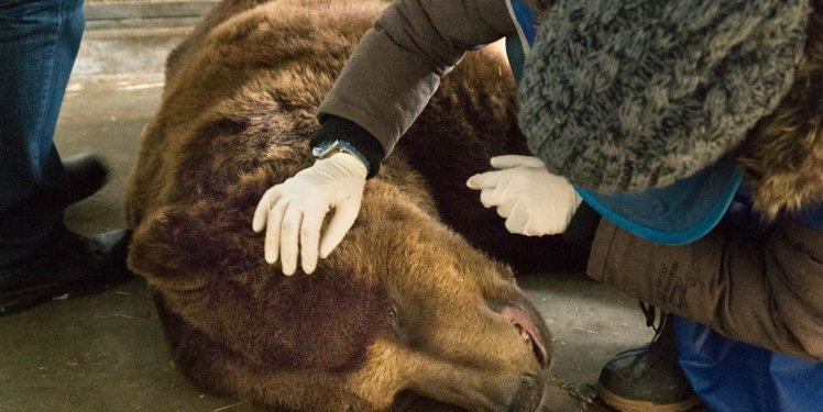 Bär Pardo wird im Bärenpark Worbis behandelt