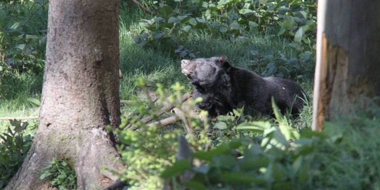 Kragenbär in der Freianlage