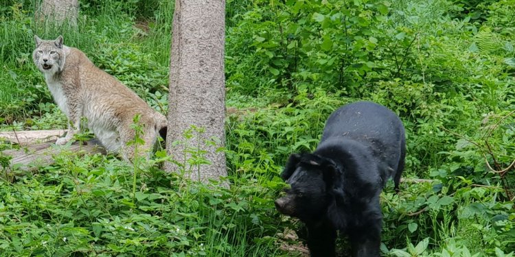 Luchs CHARLY und Kragenbär CHANDAK