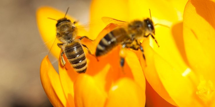 Honigbienen an einer Blüte