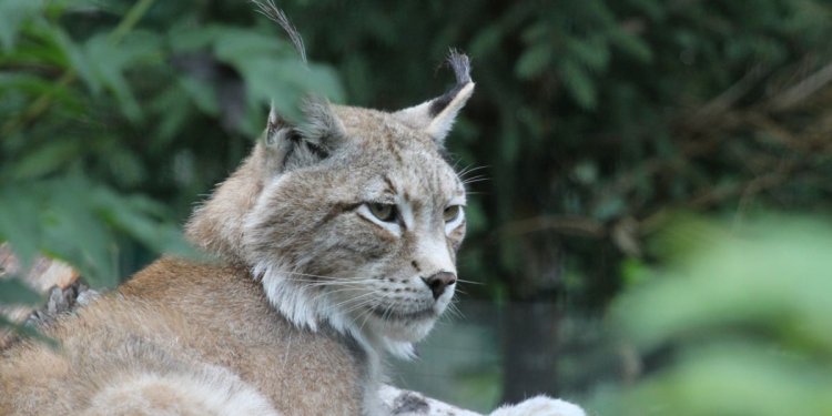 Luchs CHARLIE