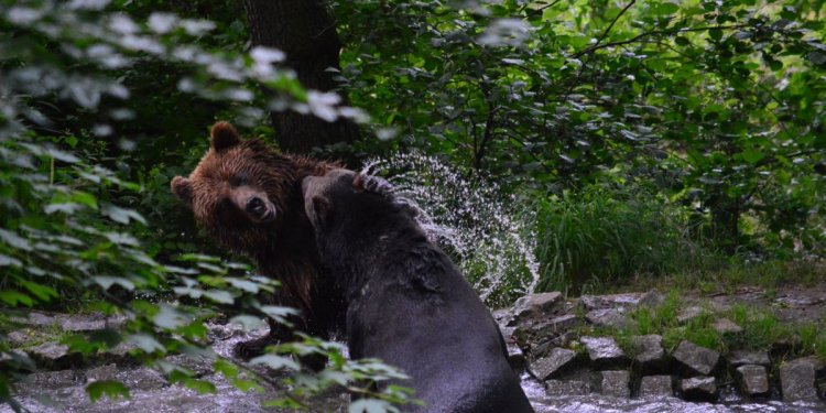 Bären beim Wasserspiel
