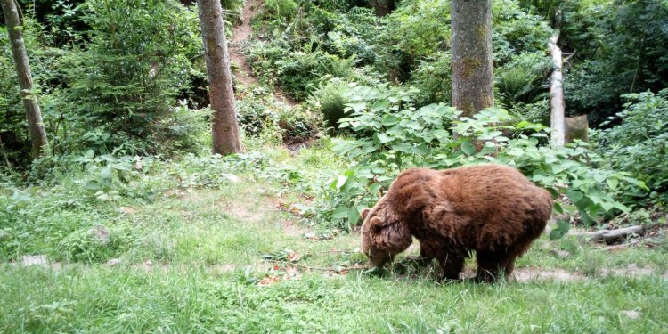 Große Freude über die Futterspende bei den Bären