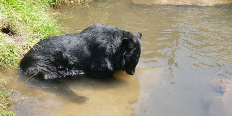 Kragenbär CHANDAK unternimmt sein erstes Bad