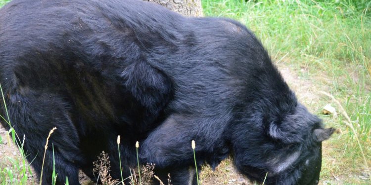 Kragenbär CHANDAK arbeitet stets mit seiner Nase