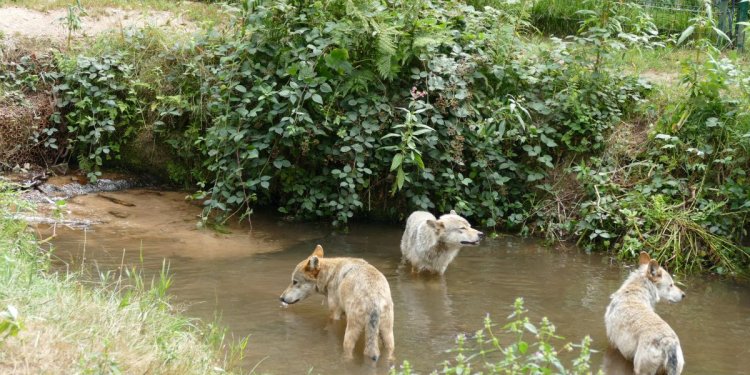Seltenes Bild: Bad für die Wölfe