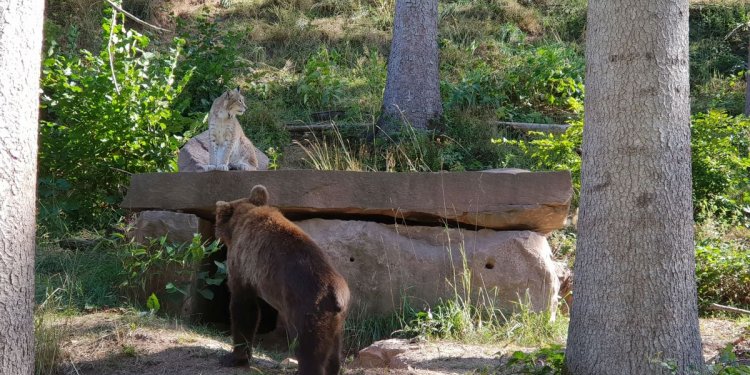 Luchs und Bär