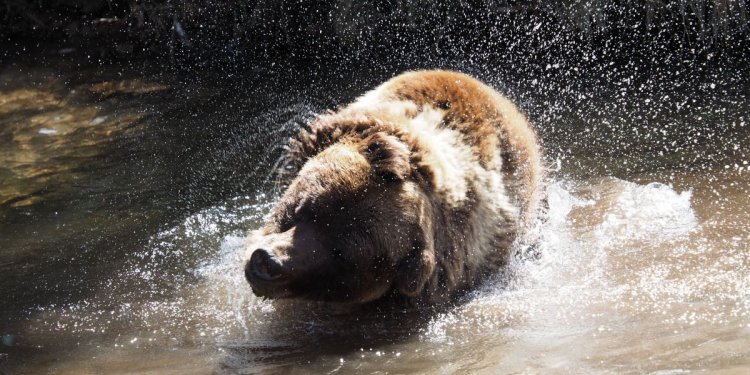 Braunbär POLDI im Wasser