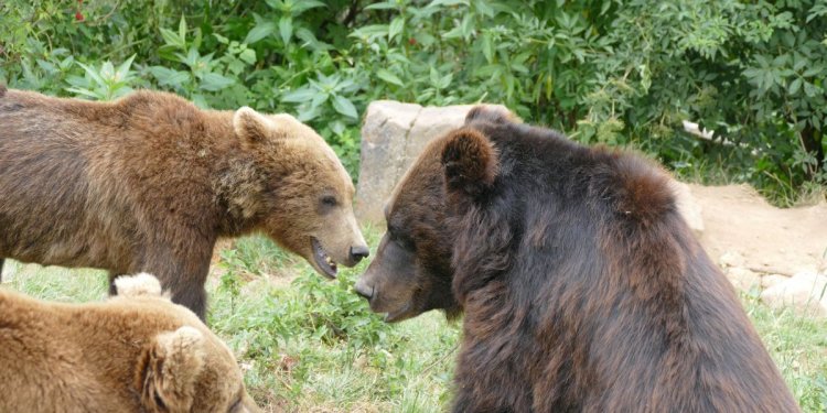 BEN und die Juvenile