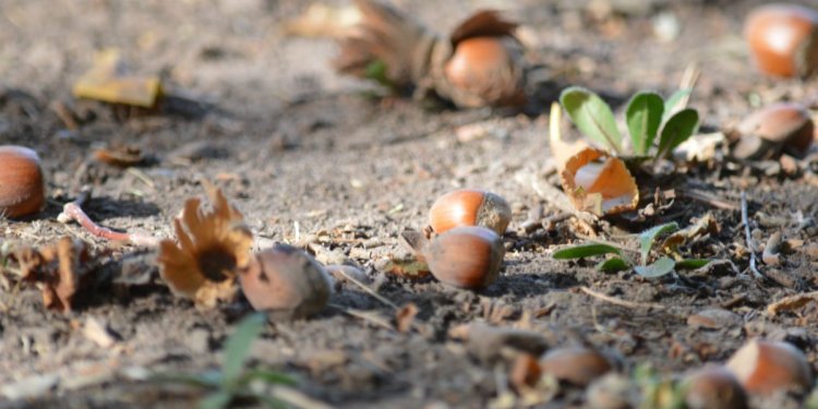 Hasselnüsse sind kompakte Kraftpakete