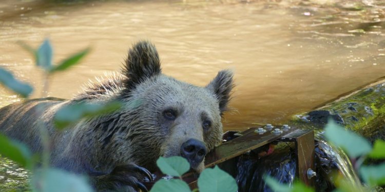 KAJA im Wasser