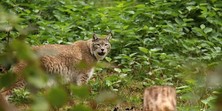 Auf dem Weg der Besserung: Luchs CHARLIE