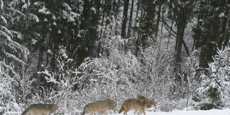 Wölfe im Schnee